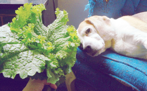 Pup and Mustard Greens.