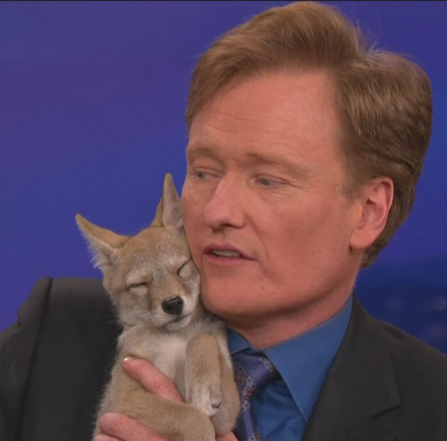 foxjump:  Conan O’Brien with a coyote pup. 