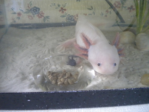 koryos:  koryos:  so i’ve been experimenting with ways to make the axolotls’ feeding less messy and i found these tiny candleholders that looked perfect but i put food in one for moony and he keeps biting the sides and going all around it and he