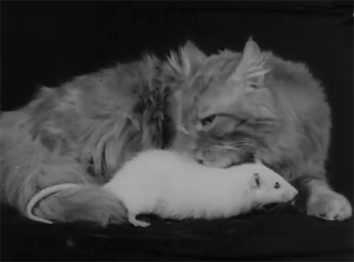 gypsyastronaut:“ Cat adopts a rat - British Pathé (1934)”
