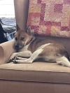 mayakern:mayakern:punchyemblem:our dogit’s so true it’s exactly how he looksphoto evidence 