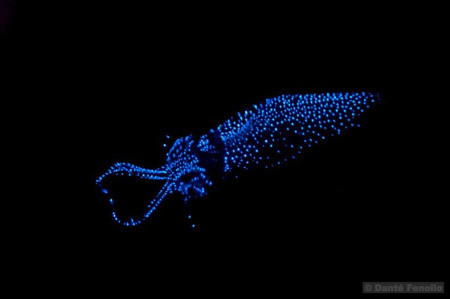 Firefly Squid (Watasenia scintillans)