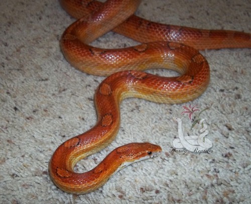 Sex i-m-snek:   A fresh shed from the guy I’ve pictures