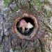 happyheidi:mushrooms in trees ♡(via) 