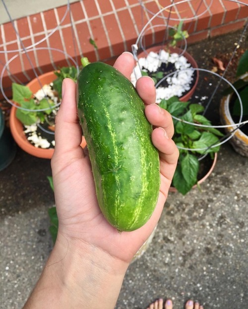 I have successfully grown at least one pickling cucumber , sadly I don&rsquo;t have any others nearl