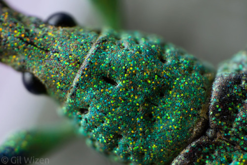 alucardbrofist: b33tl3b0y: look at the little scales on my glittery weevil son! they’re called “phot