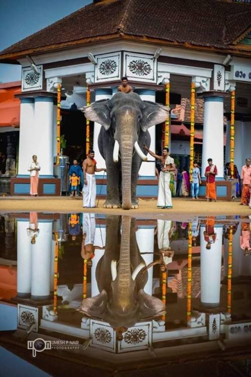 Elephant at Vaikom temple, Kerala, photo by Umesh P Nair