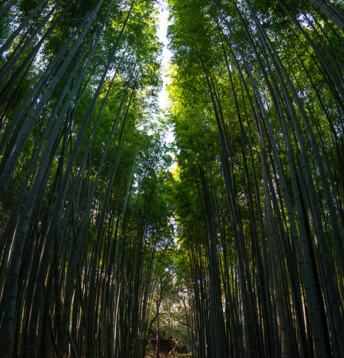 Bamboo forest in Kyoto Japan