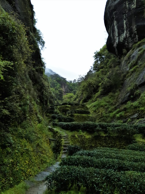 Tea fields on Mount Wuyi, Fujian