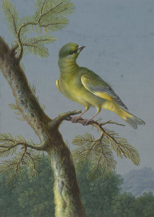 pintoras:Barbara Regina Dietzsch (German, 1706 - 1783): Greenfinch (via Rijksmuseum)