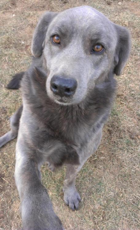 freespiritw0lf:petfinds:Coco is a Labrador Retriever mix up for adoption in Caledon, Ontario.This do