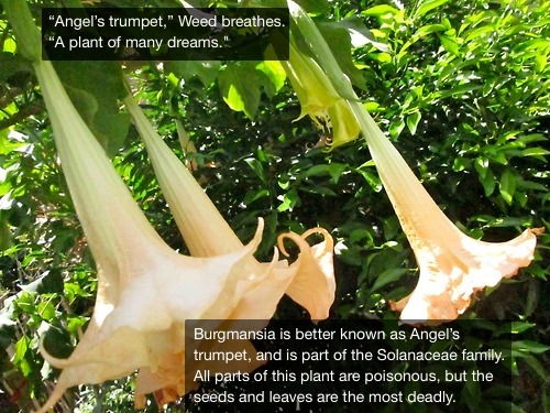 Angel&rsquo;s Trumpets.