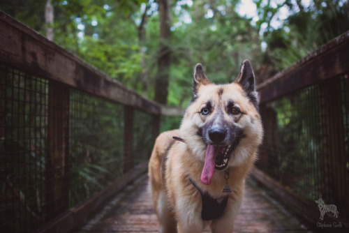 huskyhuddle: Noodle at Hillsborough River State ParkJune 2017