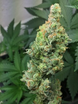 doobiedrewbie:   goldskinshawtyy:  doobiedrewbie:  Taking down the Big Bang. 🌲😍  beautiful 😍  When your man’s a natural and this is his first time growing. 💪💦 