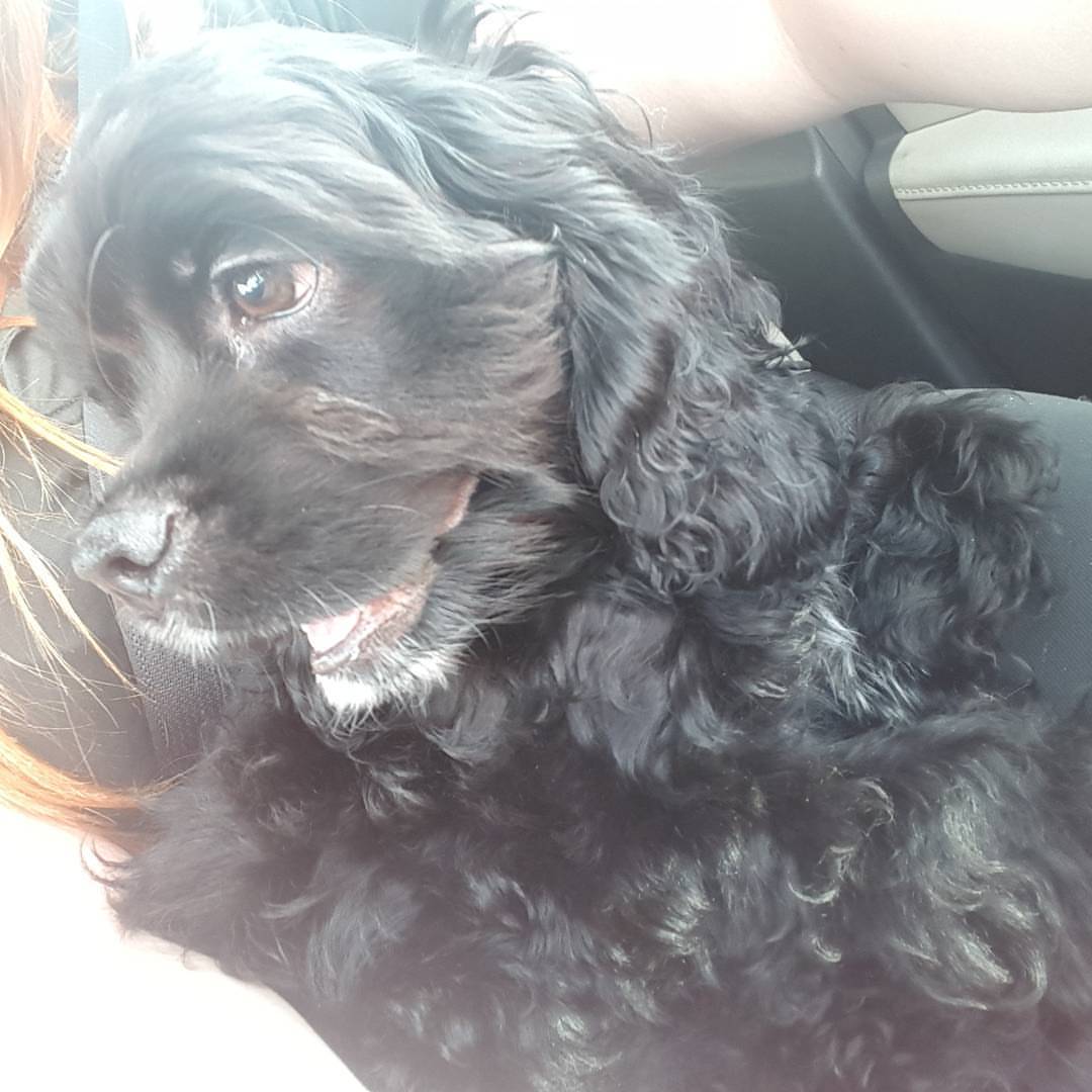 amberlye33:  Sammy #puppy #cockerspaniel #wishicouldhaveanother 