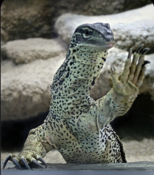Komodo Dragons Have A Specialized Serrated Teeth Structure That Allows Them To Tear Apart Their Prey