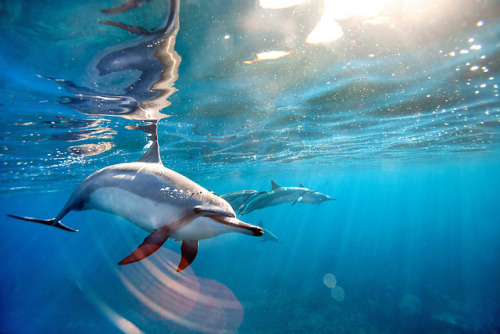 Spinner Dolphins - Big Island, Hawaii by Ai Gentel on Flickr.