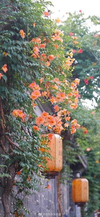 fuckyeahchinesegarden:chinese trumpet creeper in laomendong, nanjing by 微风吹淡的蓝