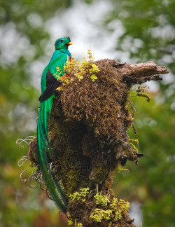 fairy-wren:  Resplendent Quetzal. Photo by Bill Holsten 