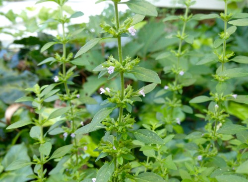 American pennyroyal, Hedeoma pulegoides. Was discussing this with a couple different people today, a