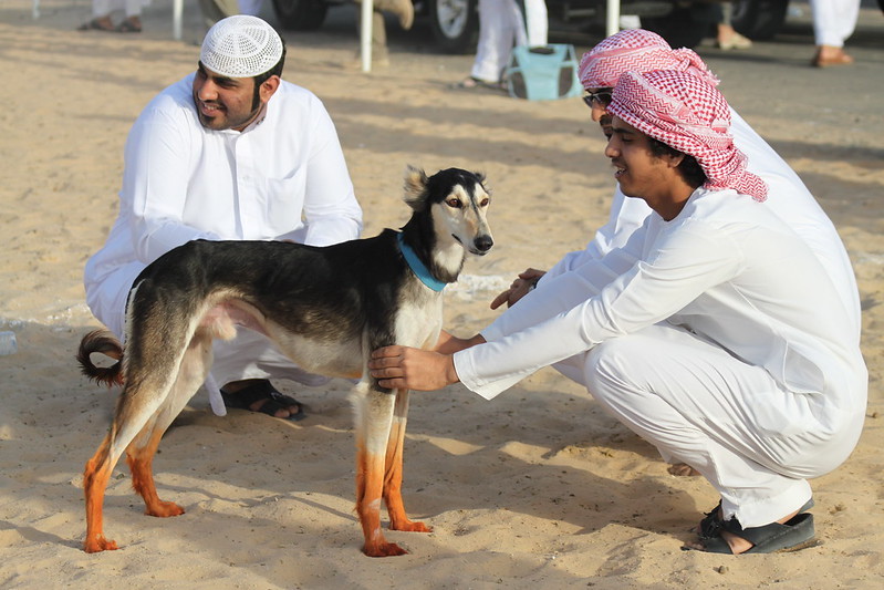 Saluki racing in the UAE. Traditionally the dog’s feet are dyed with red henna to harden the feet and protect them from injury. ...