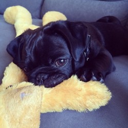 michellaaaaa:  Batman ❤️😘 #pug #pugs