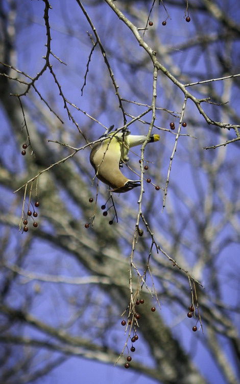 cedar waxwing