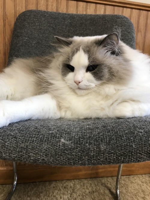 coolcatgroup:The cat that lives at my vets office looks so displeased. His name is Gizmo and he&rsqu