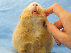 glitterpiggies:  Molly enjoying a chin rub.