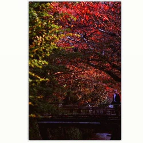 Autumn around KansaiPhilosopher’s path - KyotoMt Shosha - HimejiMt Rokko - Kobe