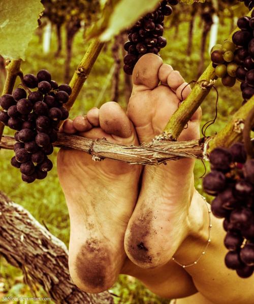 carlos909x:  barefoot in the vineyardssource: