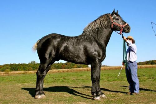 all-the-horses: Pay Per View (AKA High Calibre Pay Per View) By Pleasant View King Percheron, Stallion 19hh Born 2007 