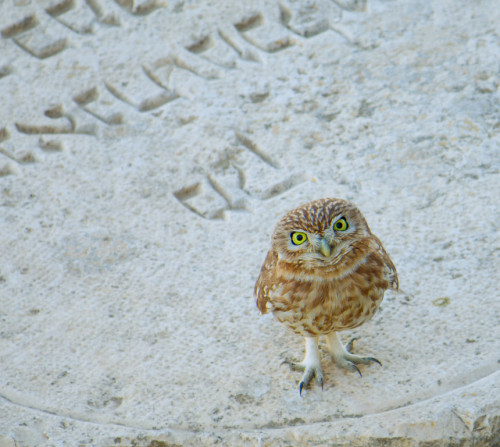 Burrowing Owl (via Alberto Tejada)