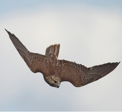 peregrineinastoop:  Saker Falcon by W0LLE