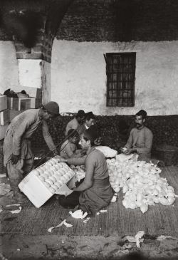 khaste-irooni:  Fruit seller in Jaffa, Palestine