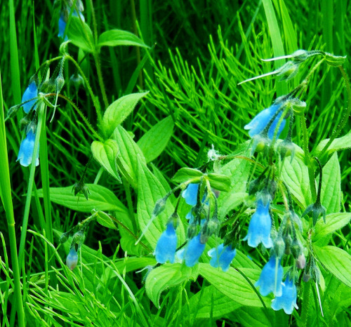 wapiti3:THE SLOWER YOU GO THE BIGGER YOUR WORLD GETS! on Flickr. BLUEBELLS (mertensia virginica) my 