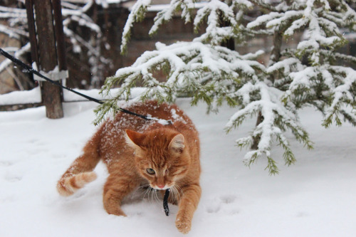 crafts-chicks-and-cats: Acke’s first snow