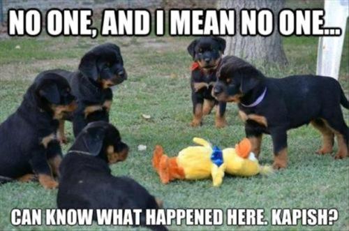 Just Funny Pictures