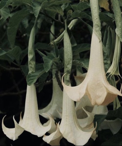 slowroads:Brugmansia, Courtesy of @jamesstolic and @theritual__