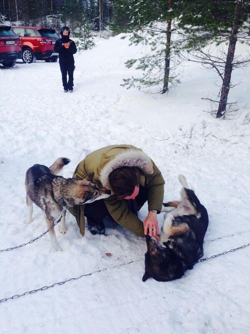 dudeufugly:  “Cumberbatch loves dogs. Here he is playing with Huskies in Finland