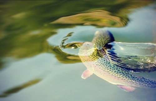 Our friend Bow mak’n a splash!