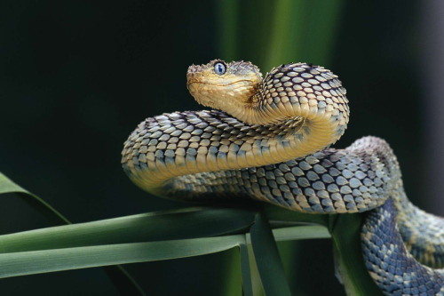 Are Those Pictures Of Bush Vipers Real????? They're The Most Adorable Thing I've Ever Seen