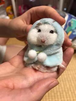 awwww-cute:  Hamster with a hoodie (Source: