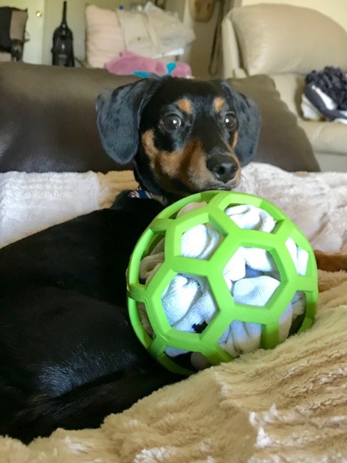 peanuttheweenie