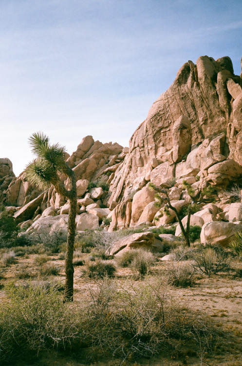 Diary, Joshua Tree 2016