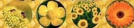 edible-flowers-2:  A perfect leafy flower! Smell her. Kiss her. Lick her. Taste her
