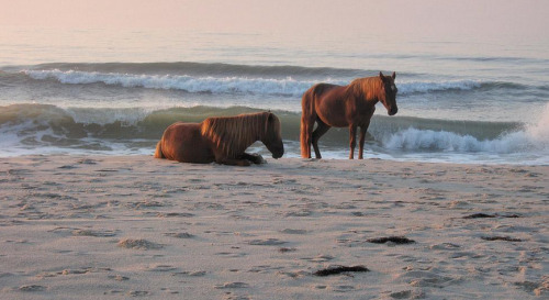 sixpenceee:Assateague Island, located just off the coast of Maryland and Virginia, contains numerous