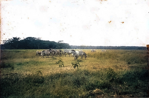 old film, shot in Africa. circa 1996. 