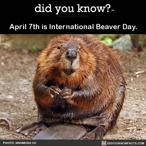 did-you-kno:April 7th is International Beaver Day.Source Source 2 Source 3