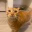thekingofkittycats